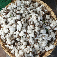 Cotton Seeds