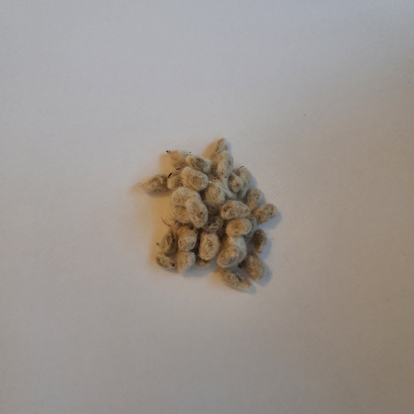 Cotton Seeds