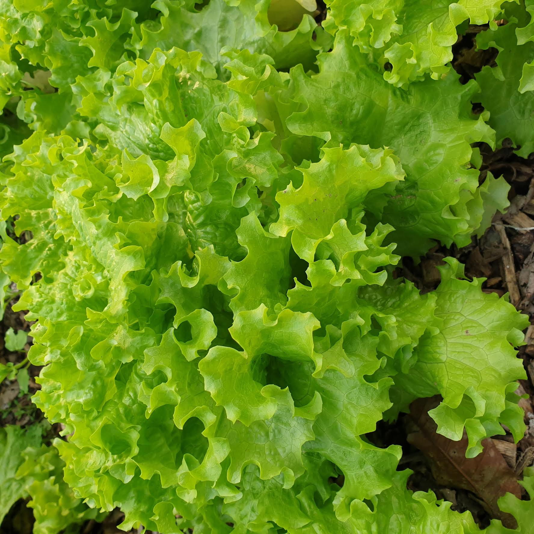 Lettuce Seeds