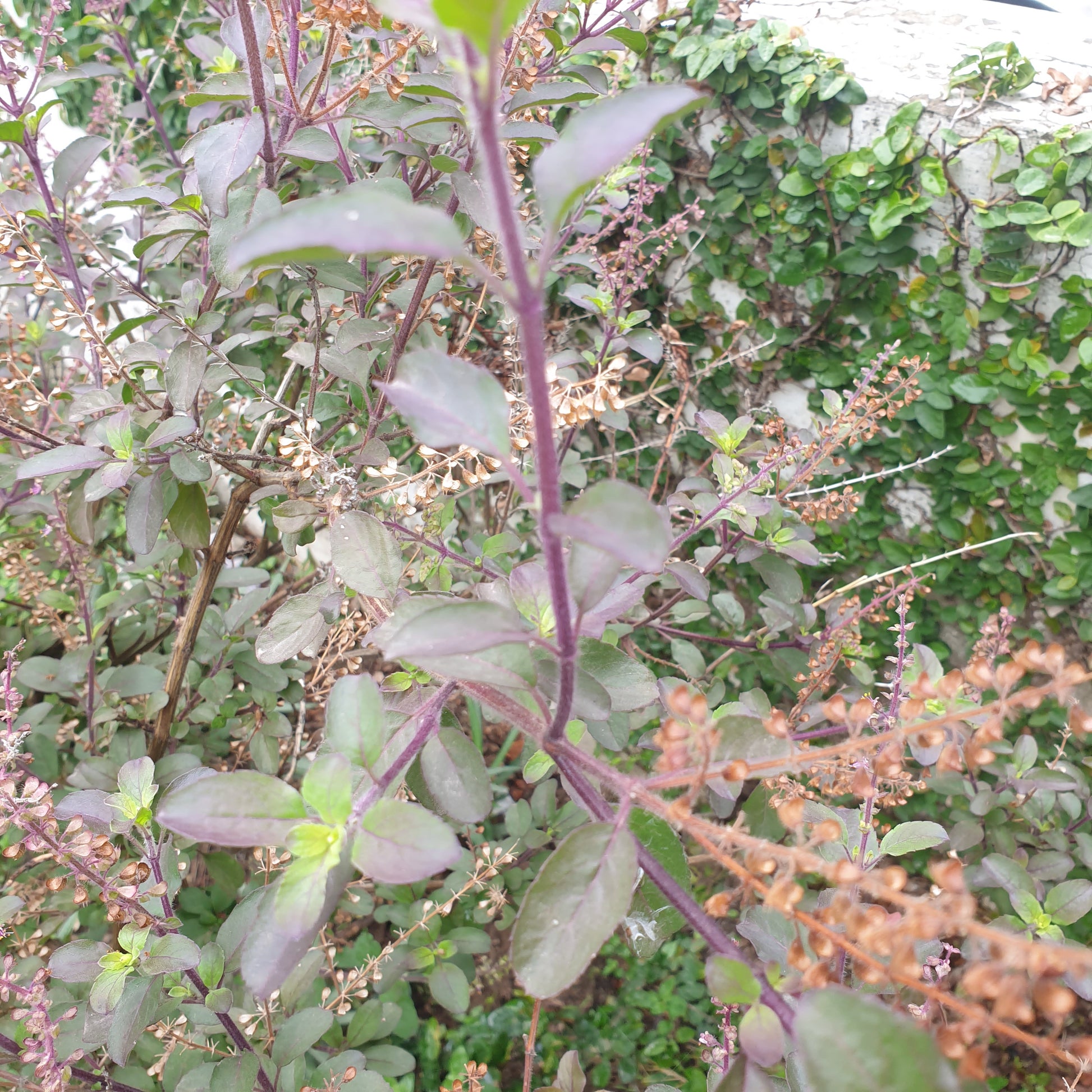 Holy Basil Seeds
