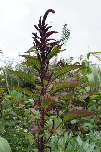 Amaranth Seeds
