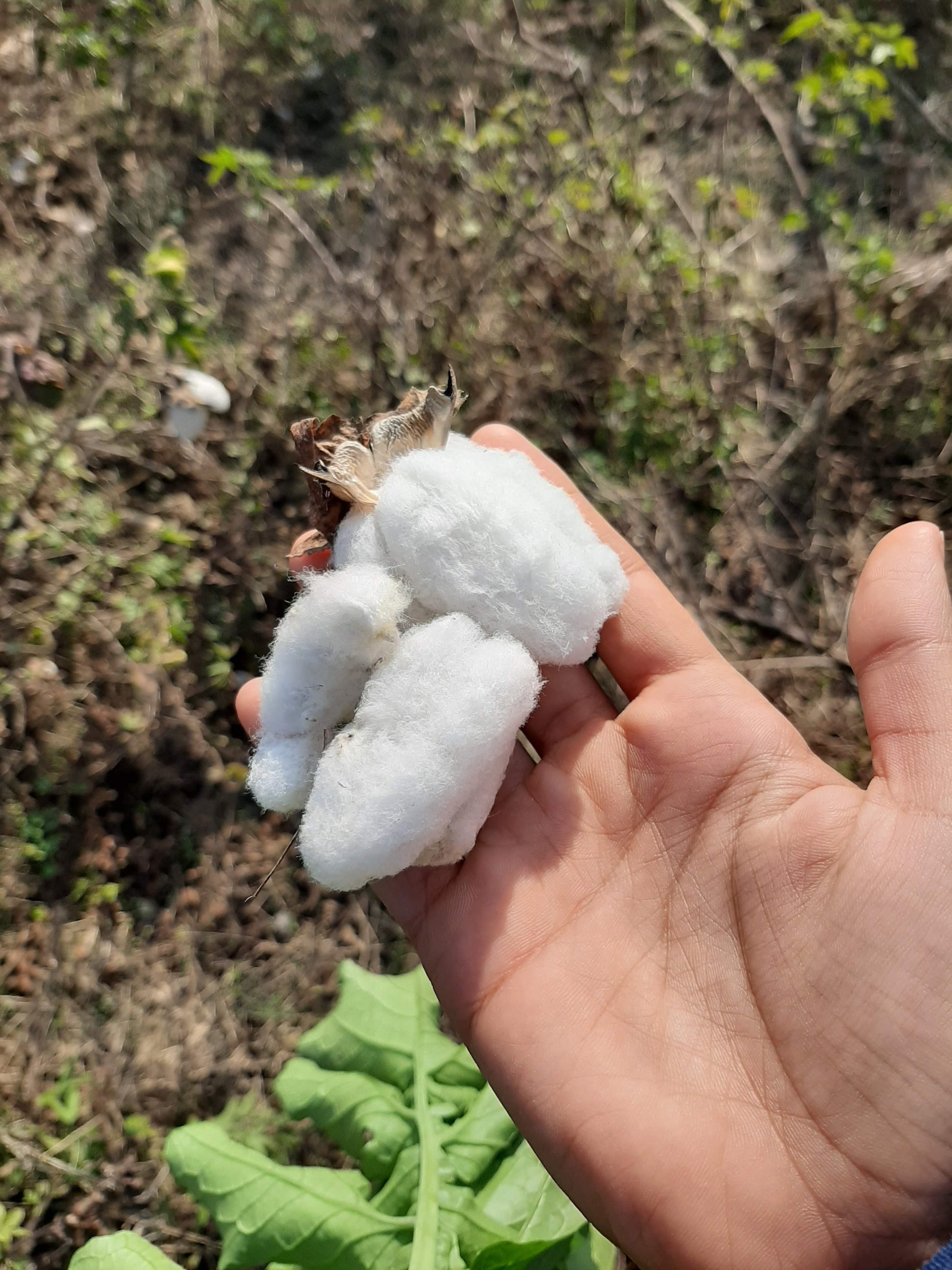 Cotton Seeds