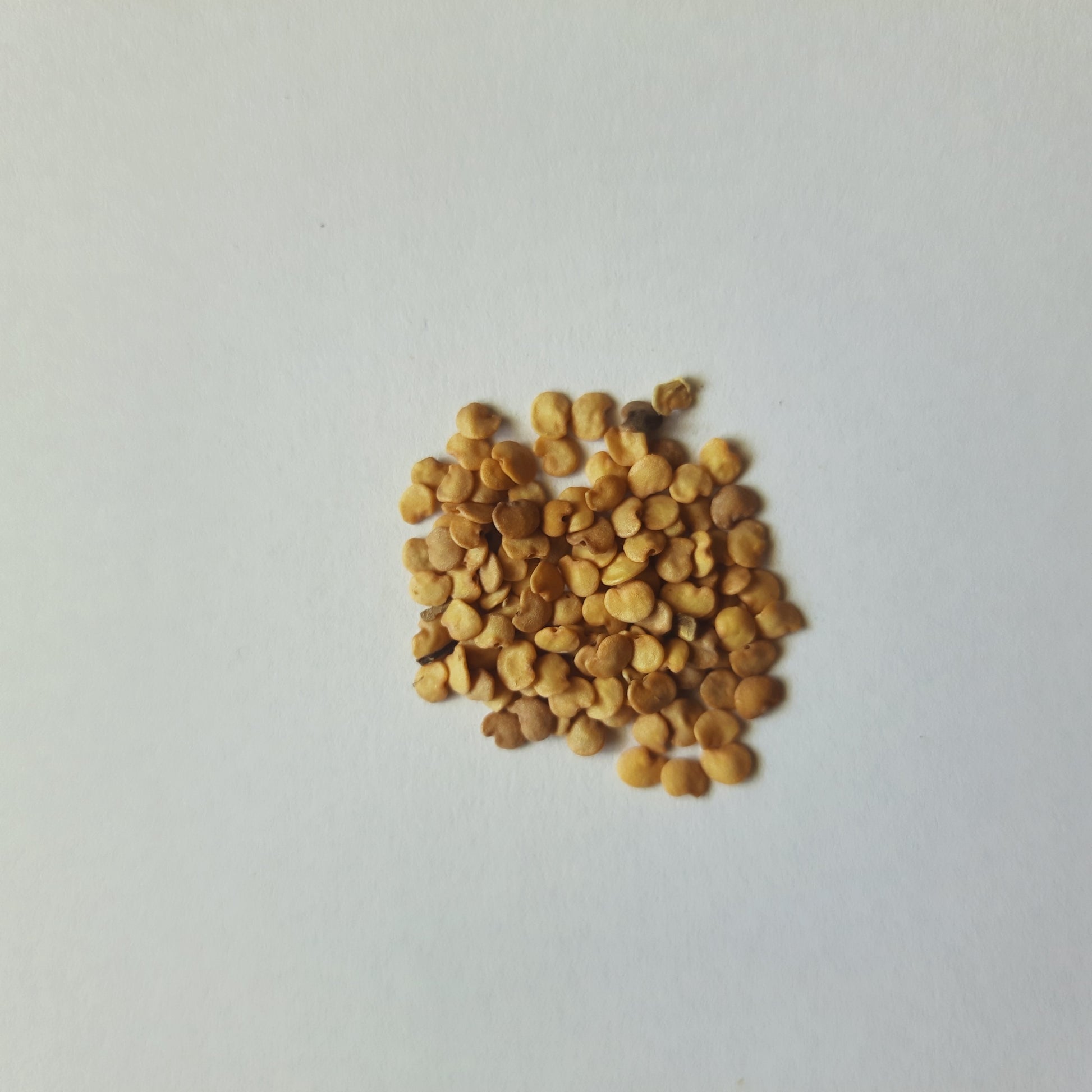 Brinjal seeds