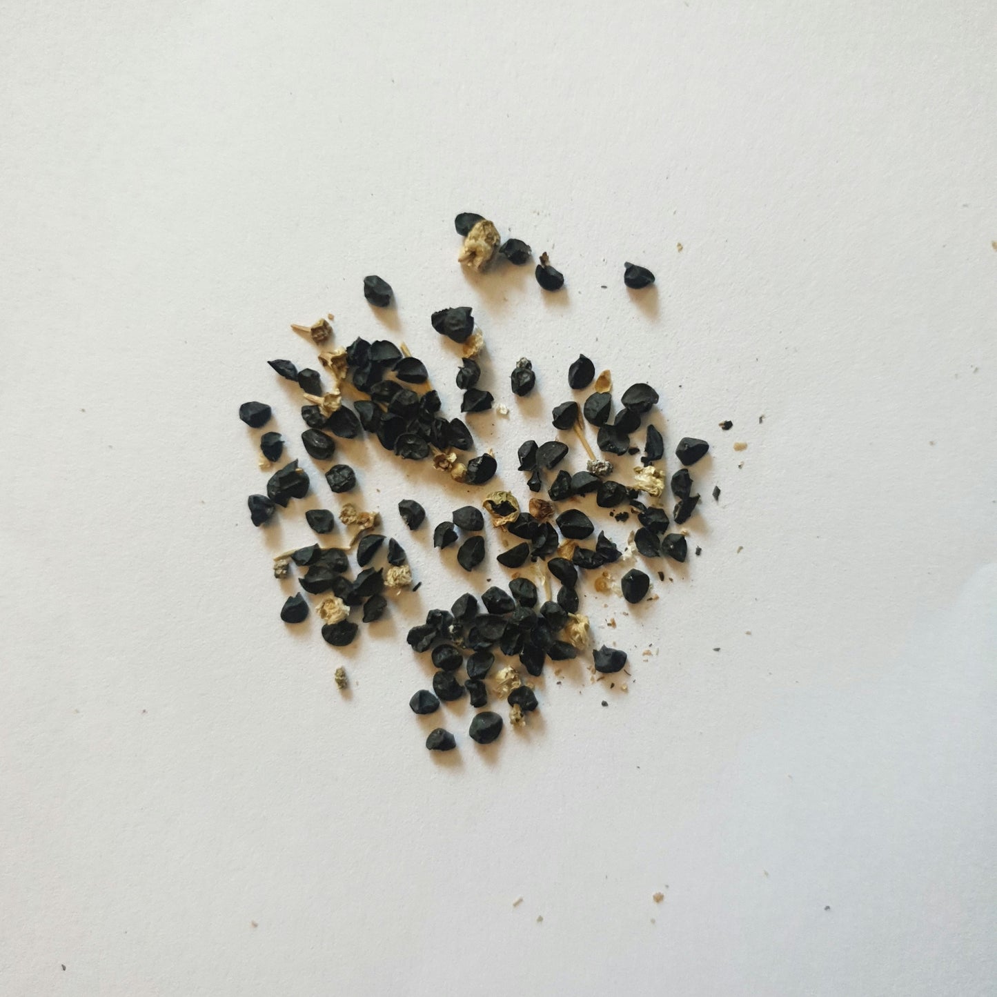 Onion Seeds