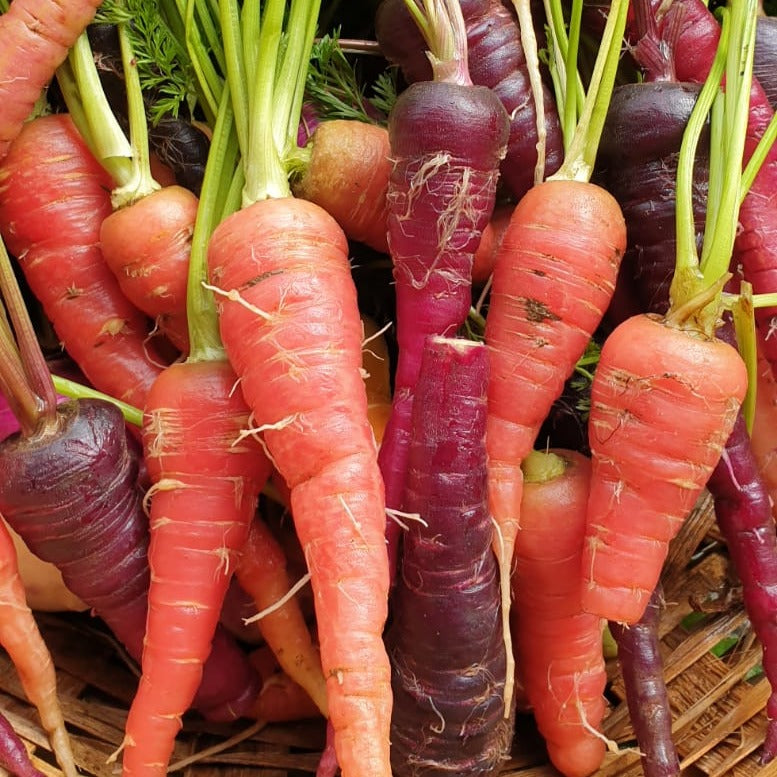 Carrot seeds