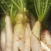 Radish Seeds