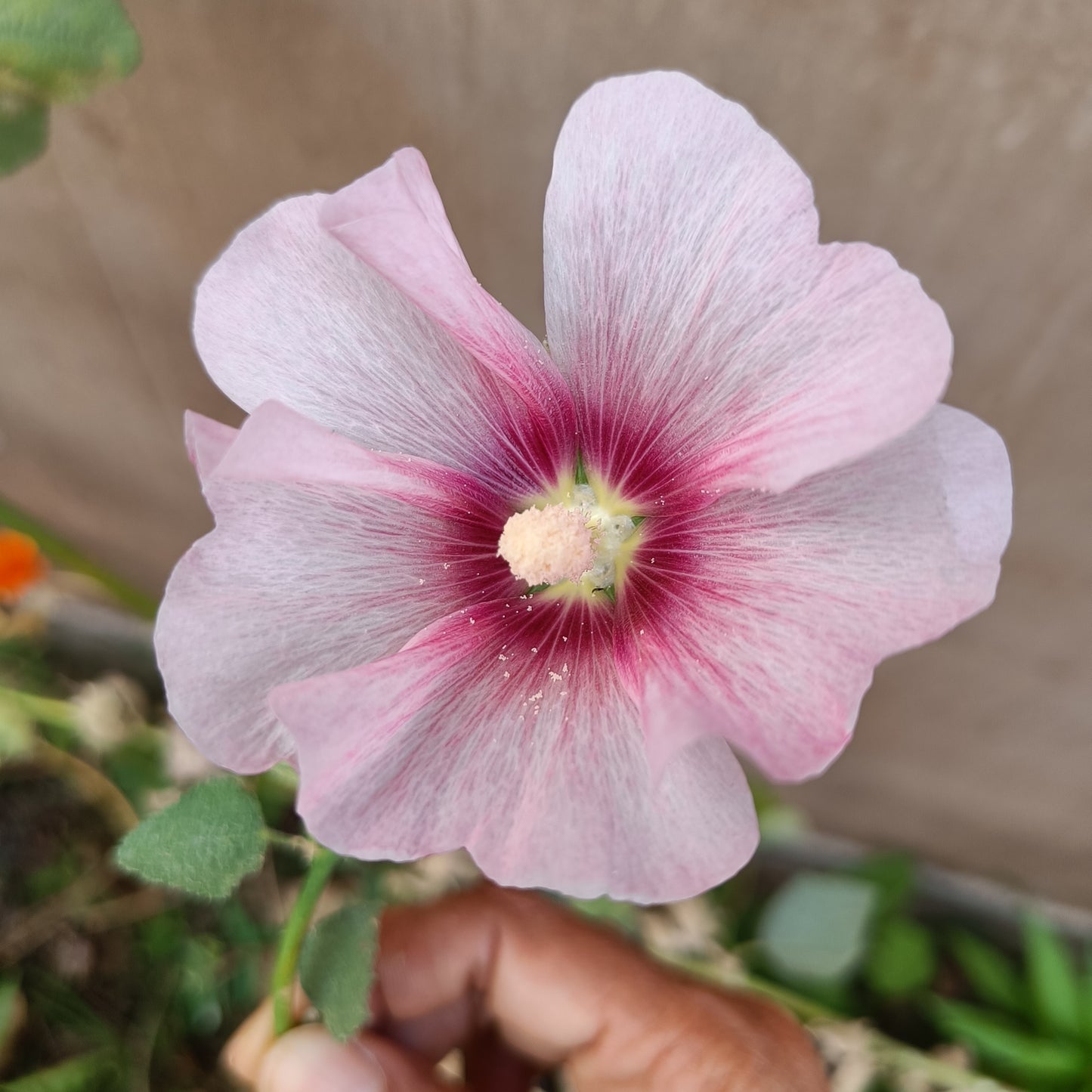 Hollyhock Seeds