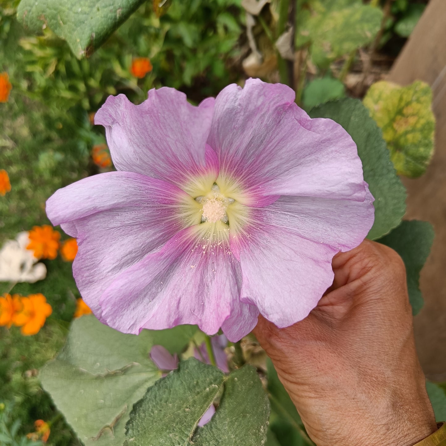 Hollyhock Seeds