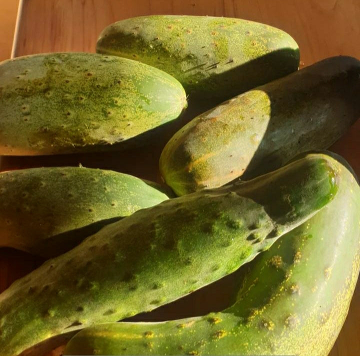 Cucumber 🥒 Seeds