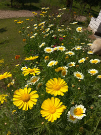 Crown Daisy Seeds