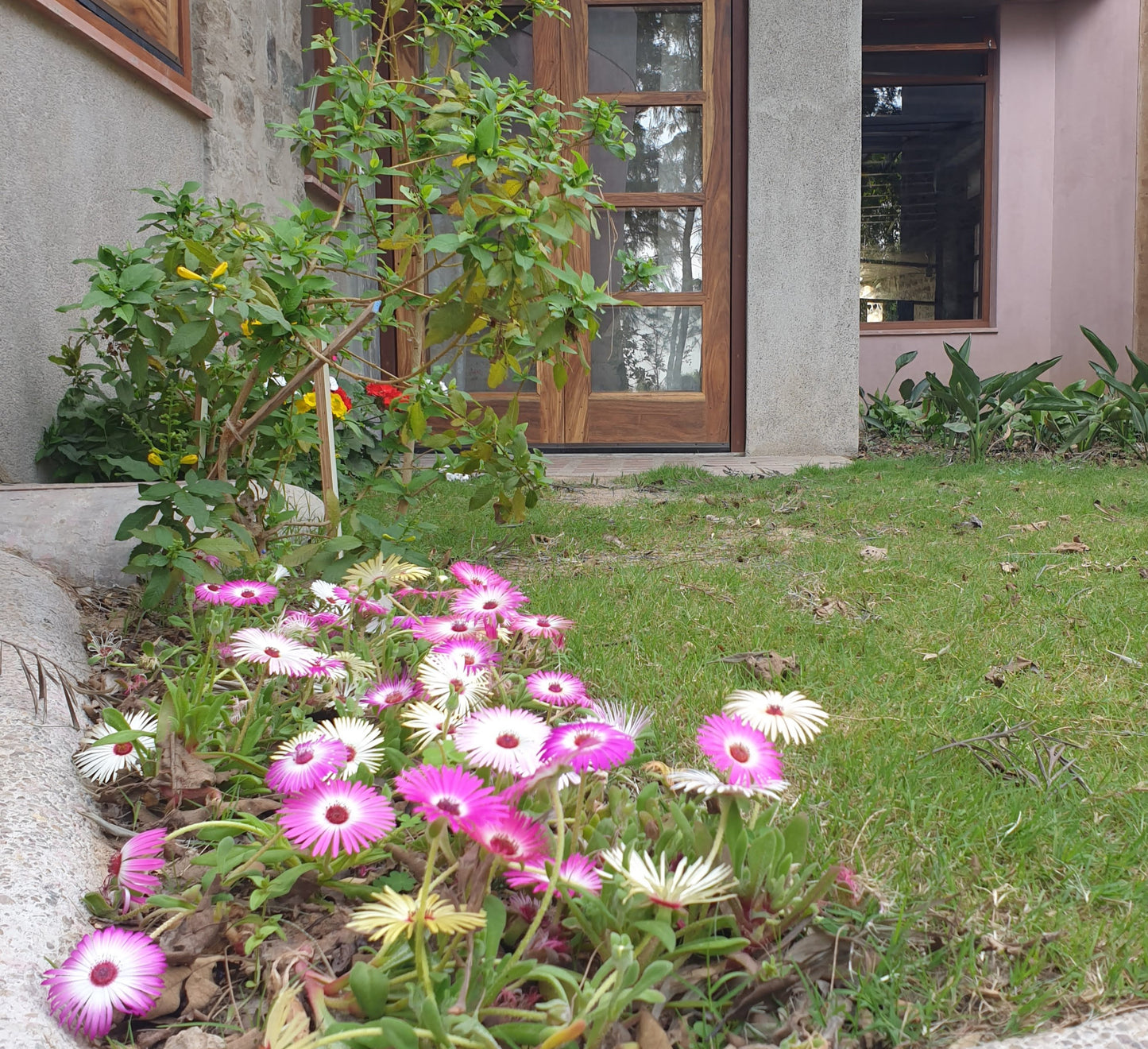 Ice Plant (Burf) Seeds