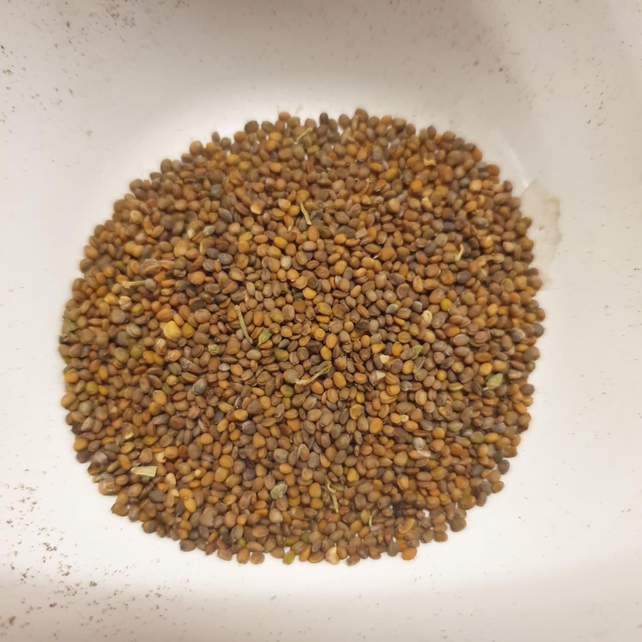 Parsley Seeds