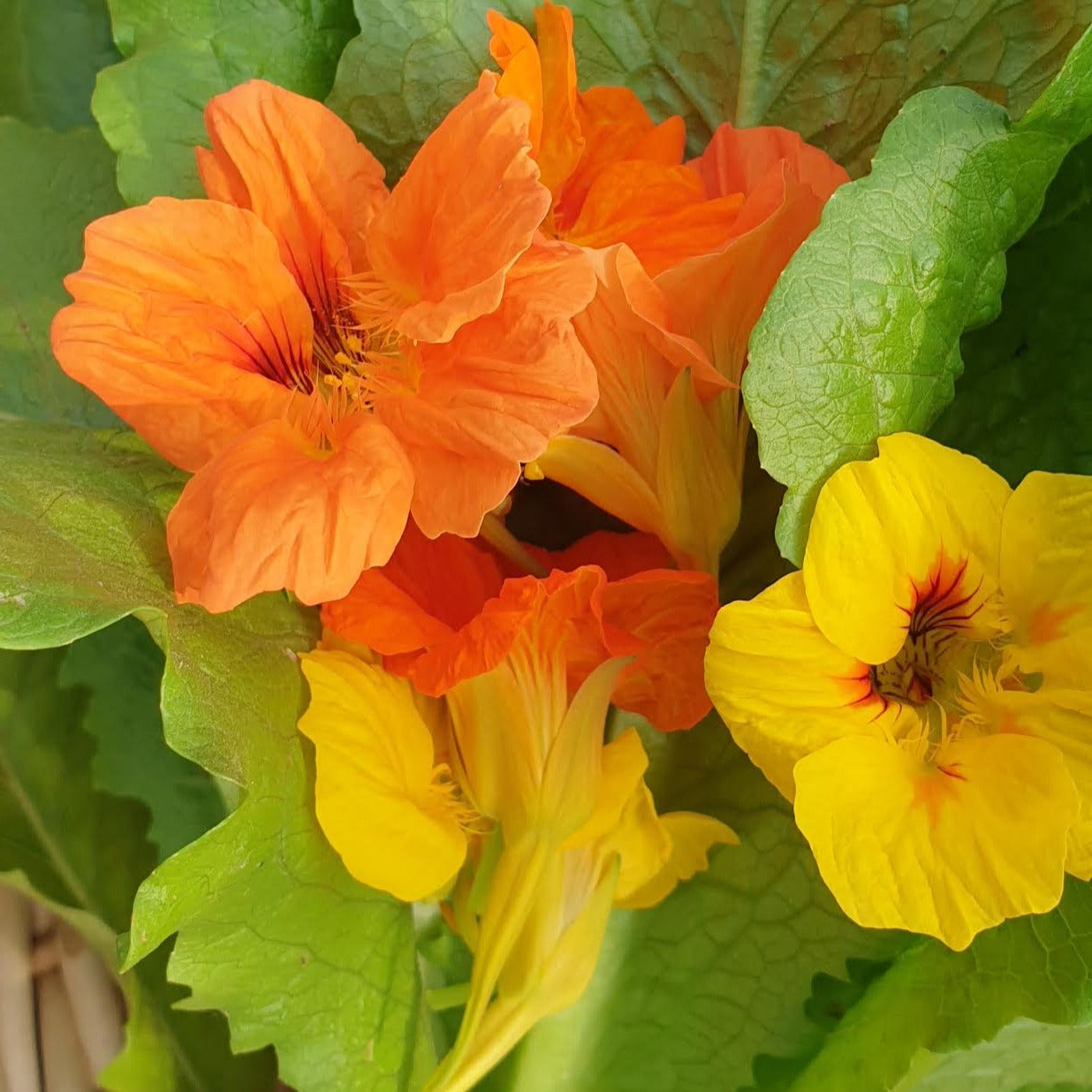 Nasturtium seeds
