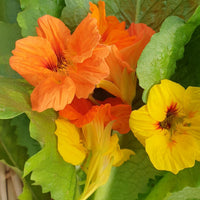 Nasturtium seeds