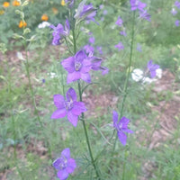 Larkspur Seeds
