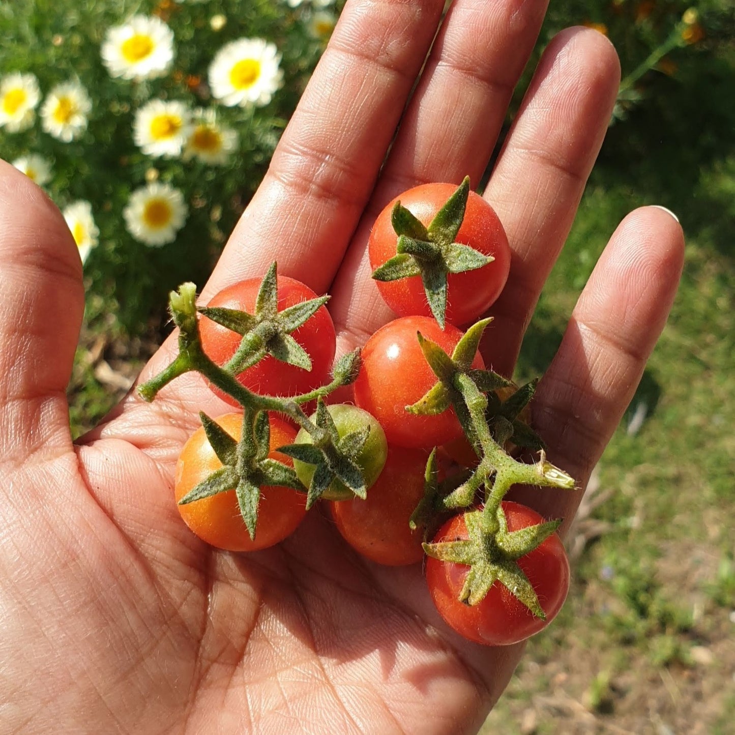 Tomato Seeds