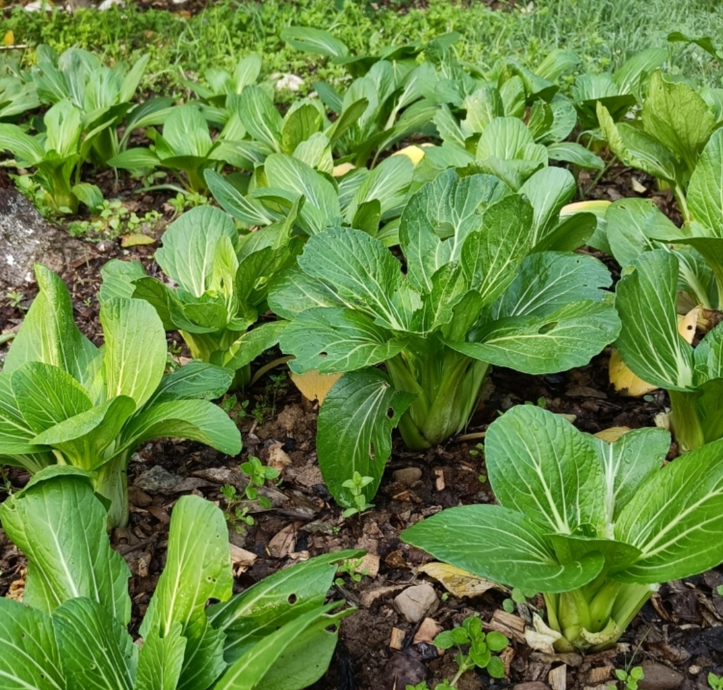 Bokchoy Seeds