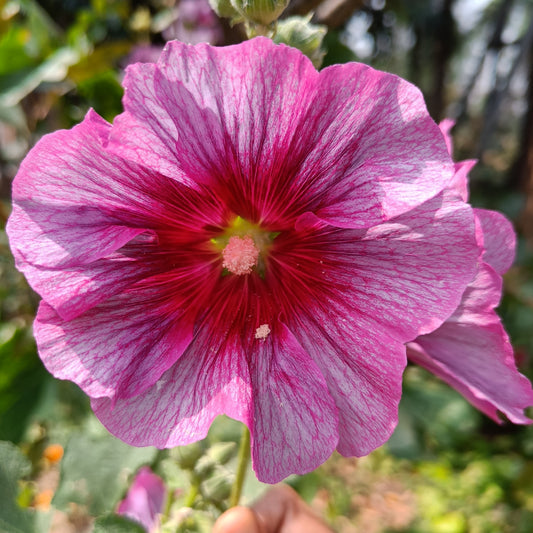 Hollyhock Seeds