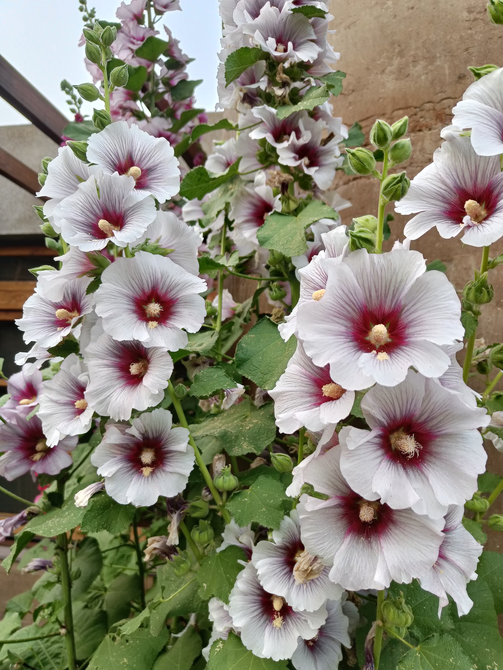 Hollyhock Seeds