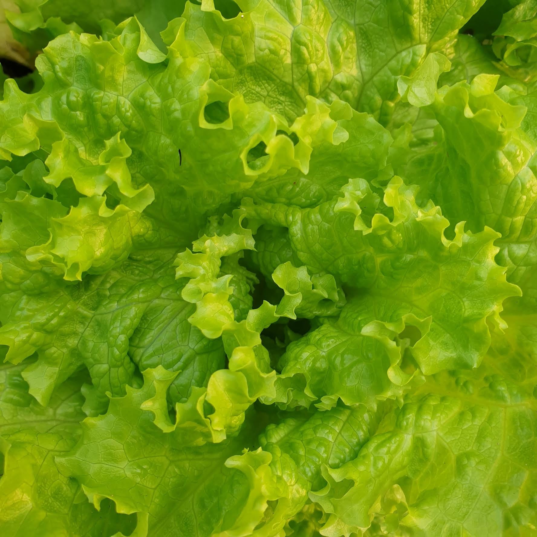 Lettuce Seeds