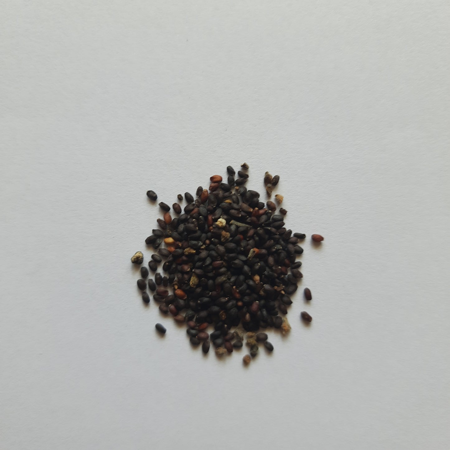 Italian Basil seeds