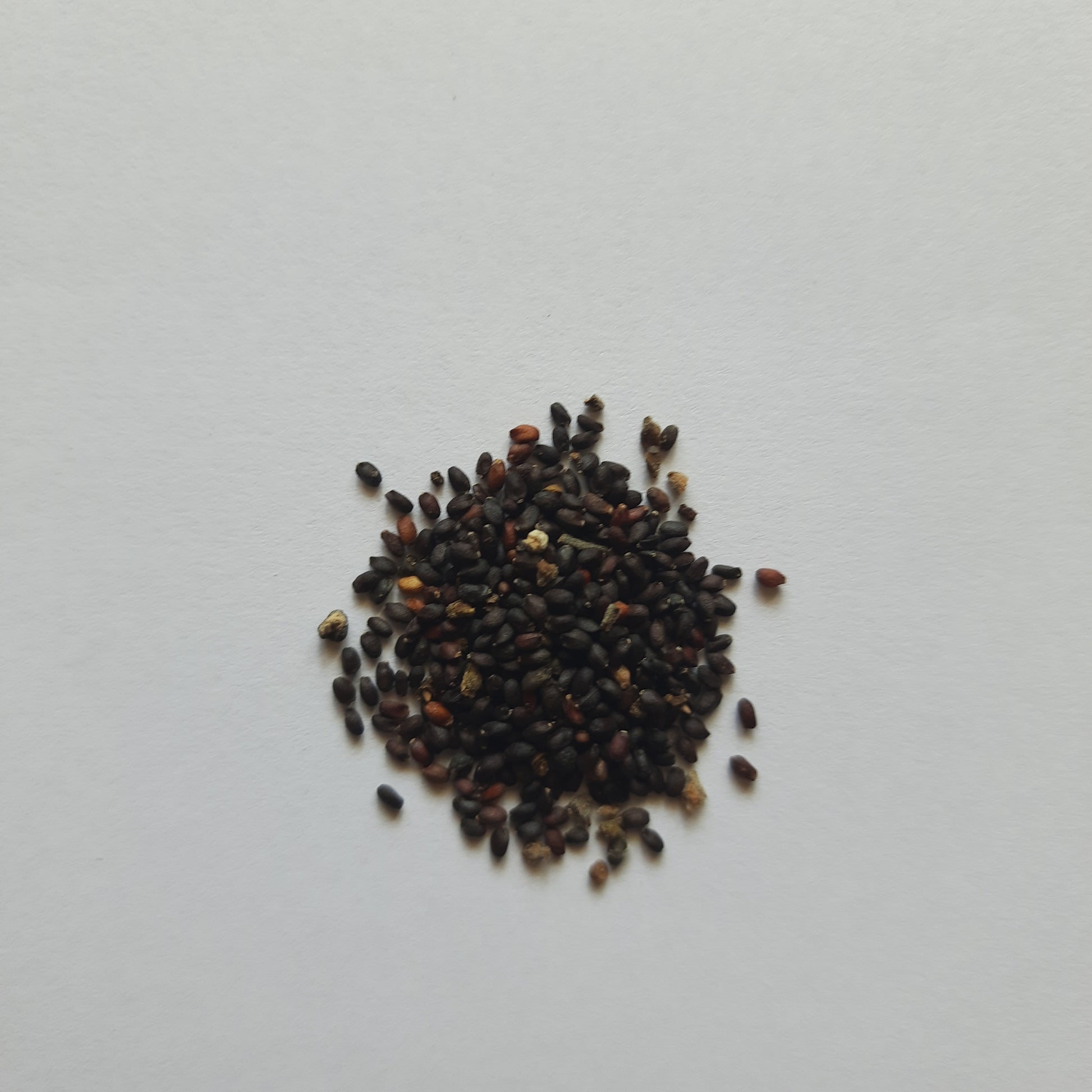 Italian Basil seeds