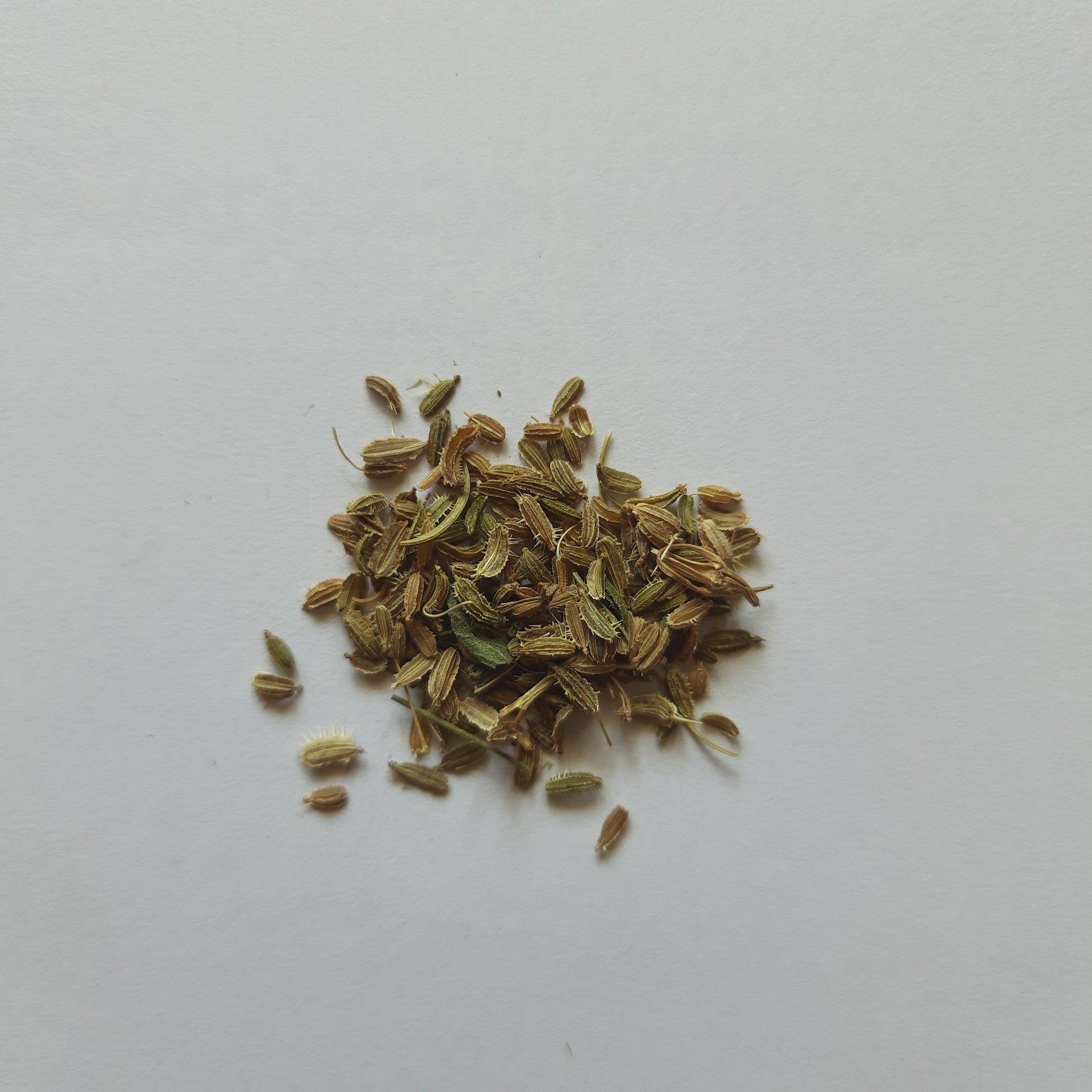 Carrot seeds