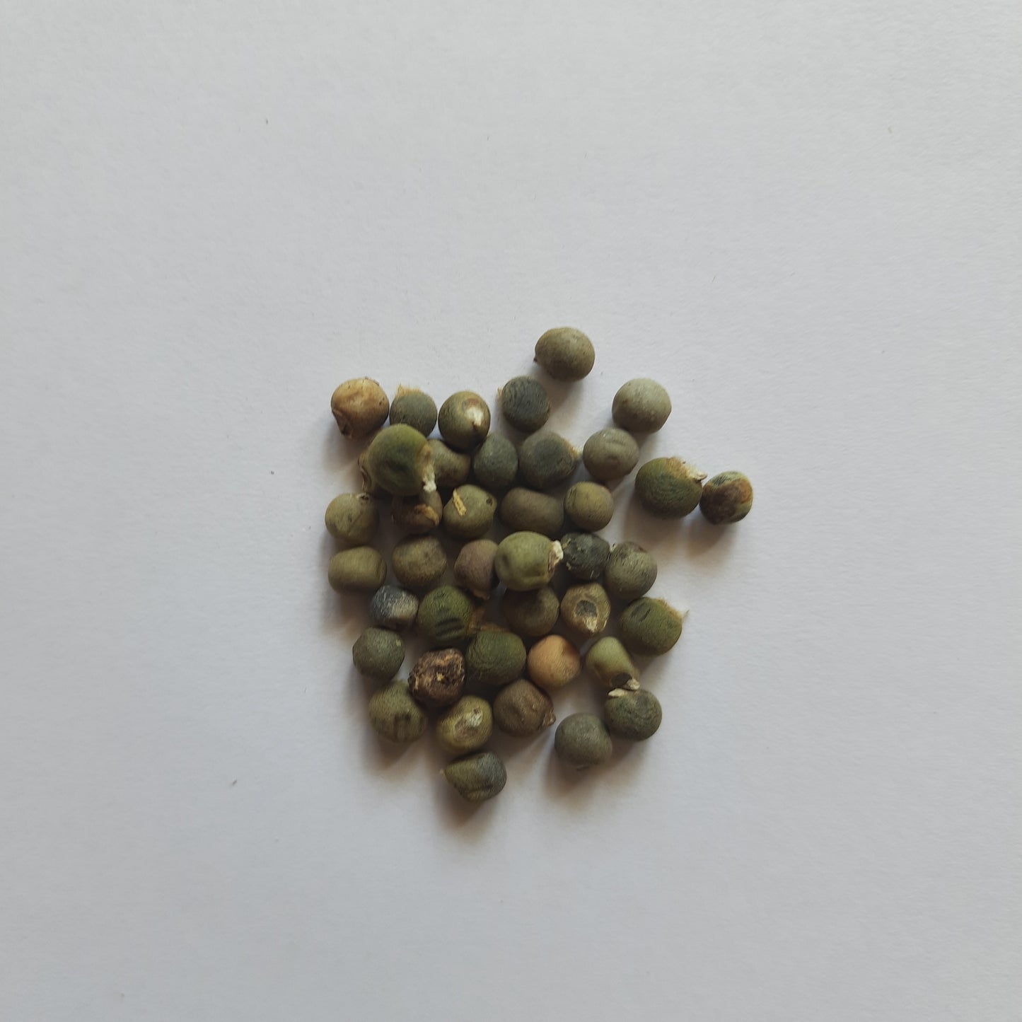 Okra (Bhindi) Seeds