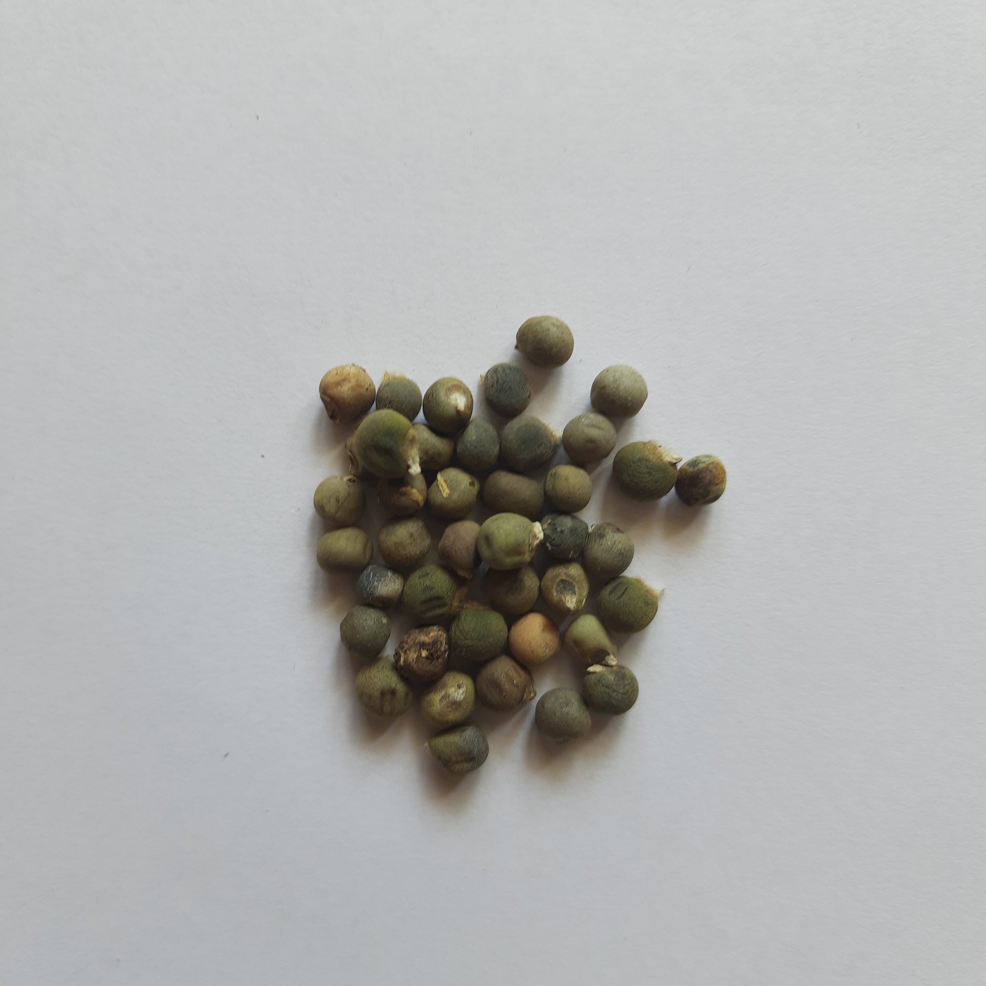 Okra (Bhindi) Seeds