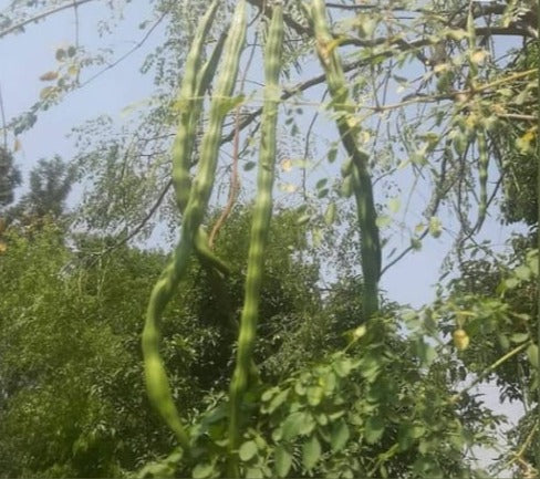 Moringa | Drumsticks Seeds