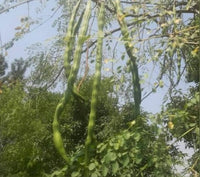 Moringa | Drumsticks Seeds