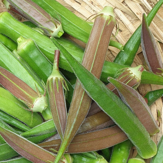 Okra (Bhindi) Seeds