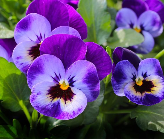 Pansy Seeds