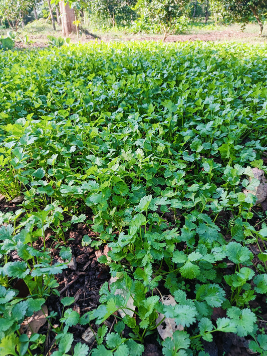 Coriander Seeds