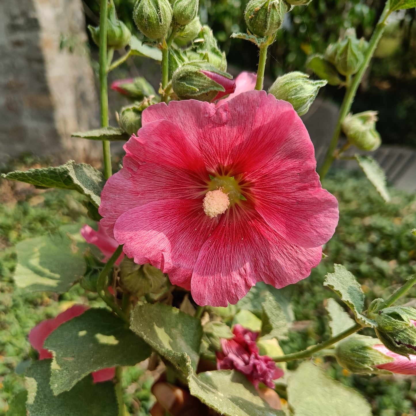 Hollyhock Seeds
