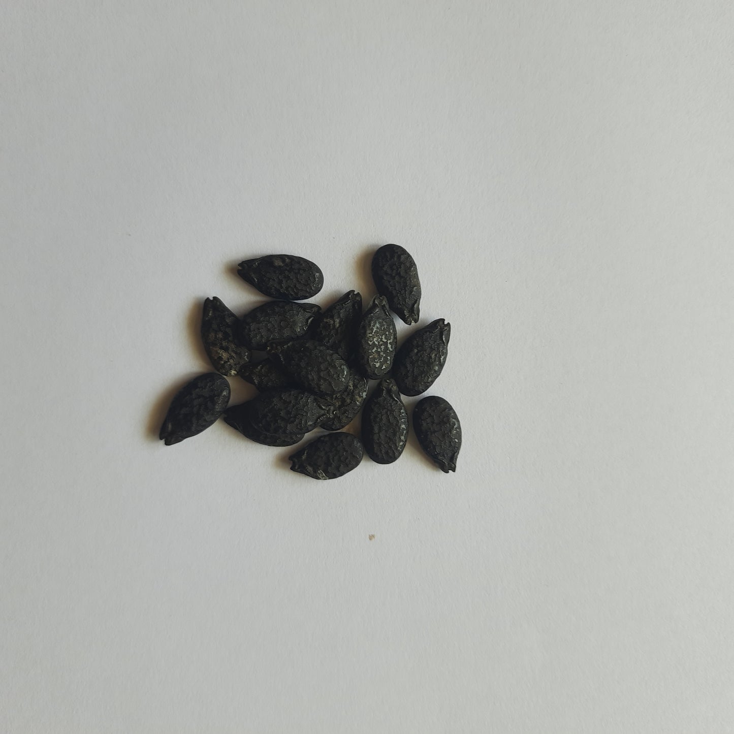 Ridge Gourd (Turai) seeds