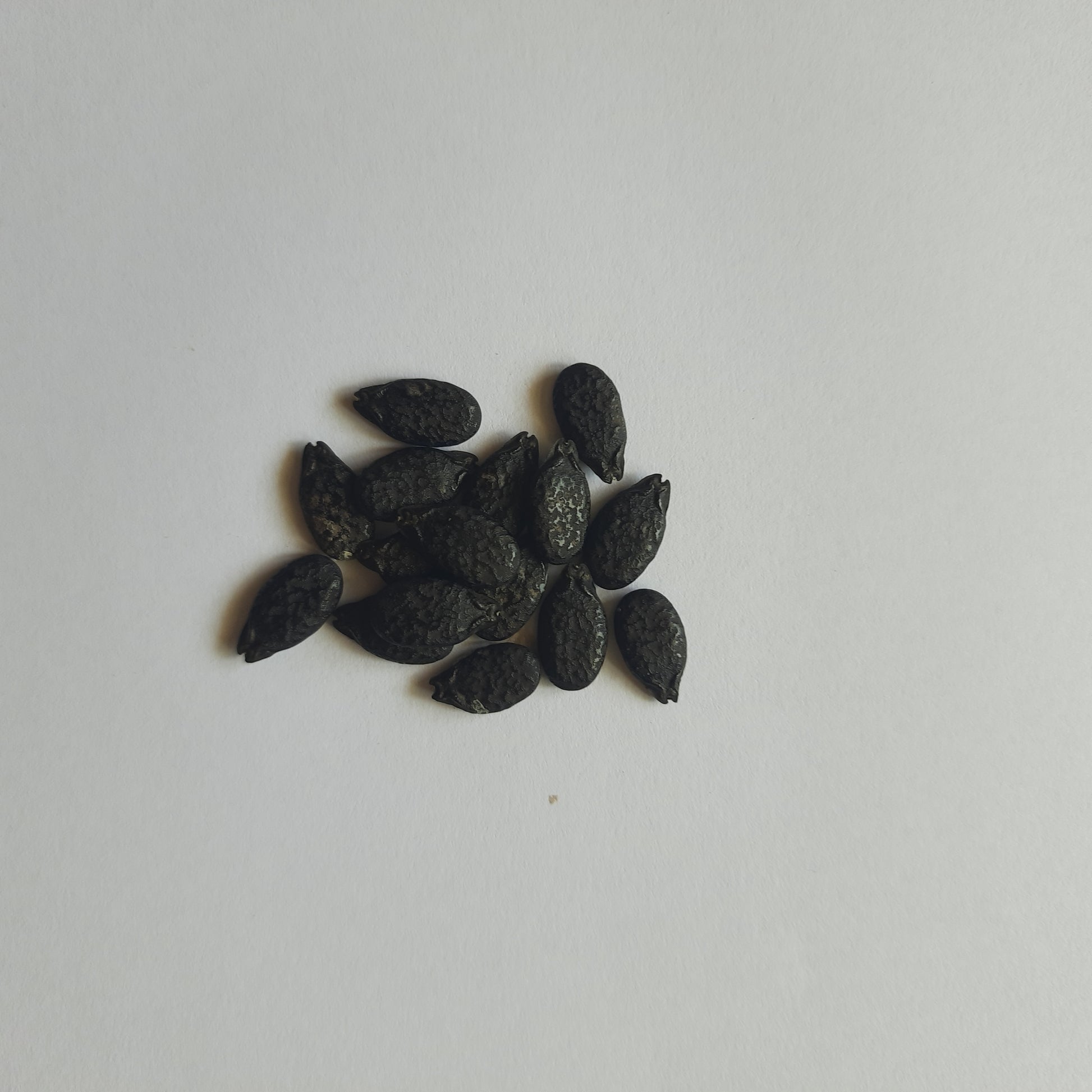 Ridge Gourd (Turai) seeds