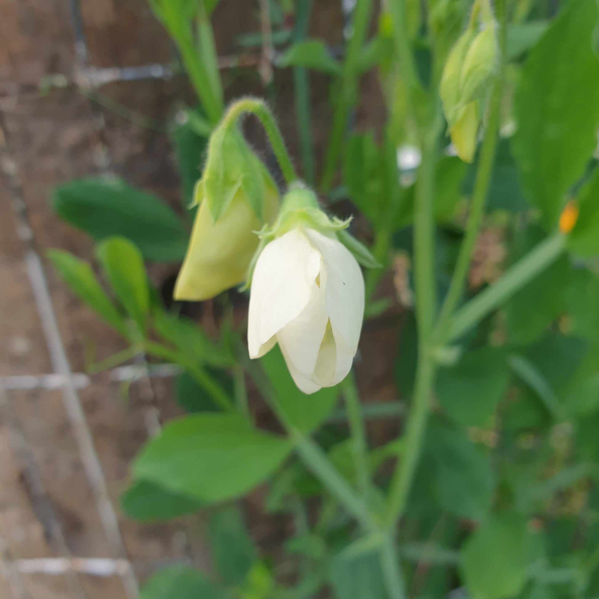 Sweet Pea Seeds