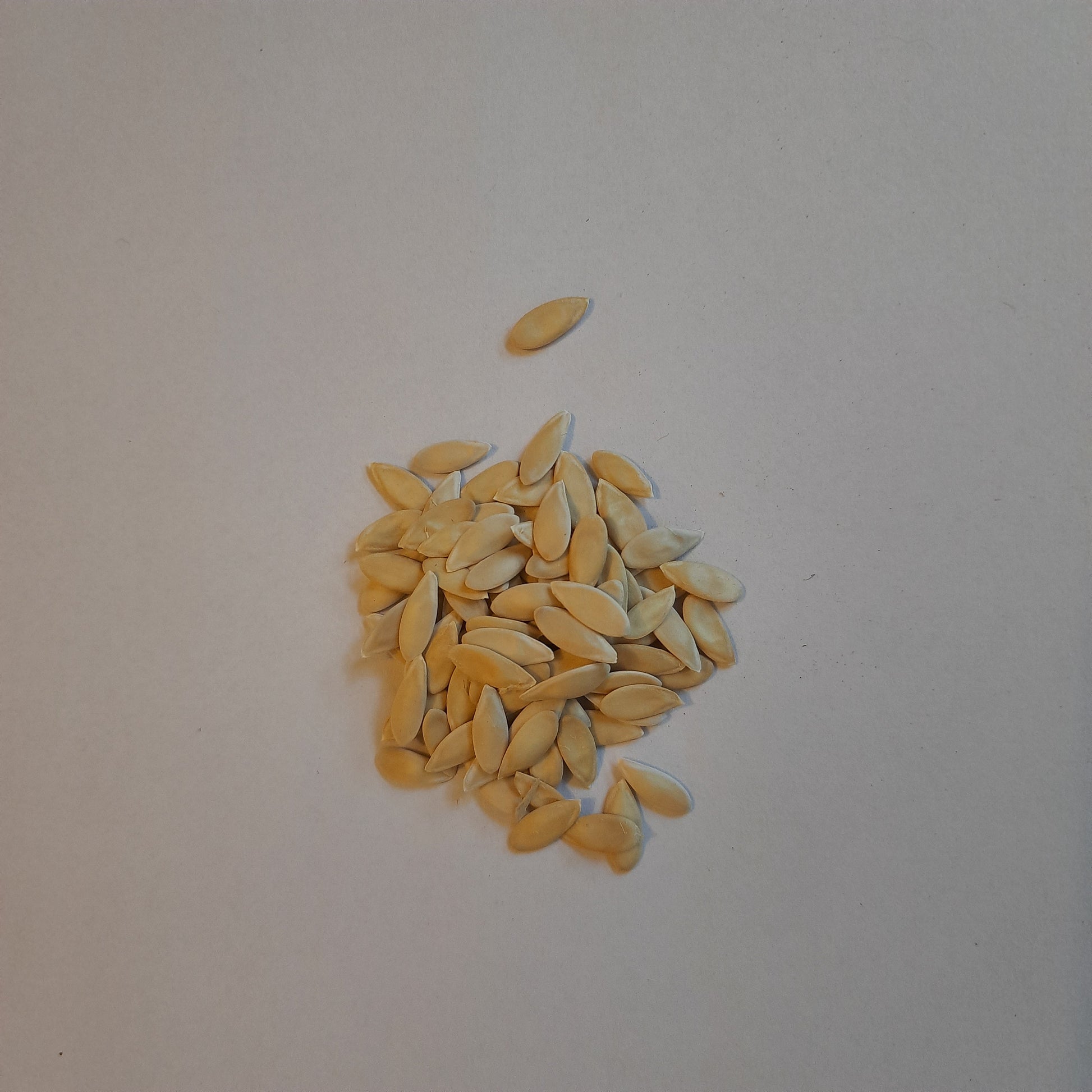 Muskmelon Seeds