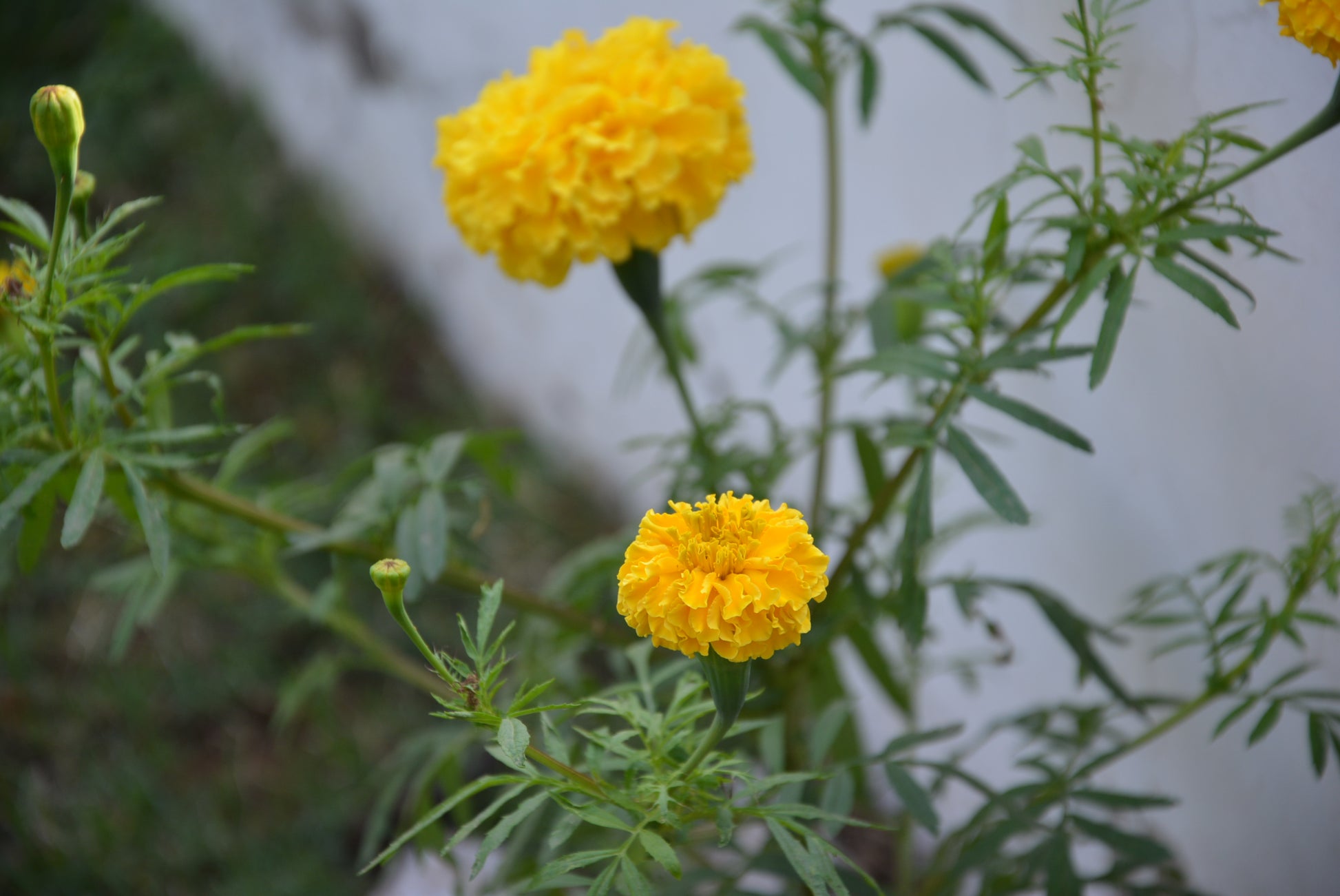 Marigold seeds