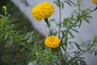 Marigold seeds