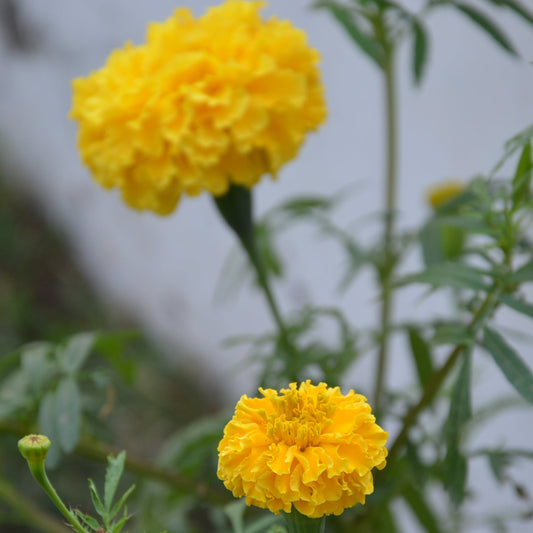 Marigold seeds
