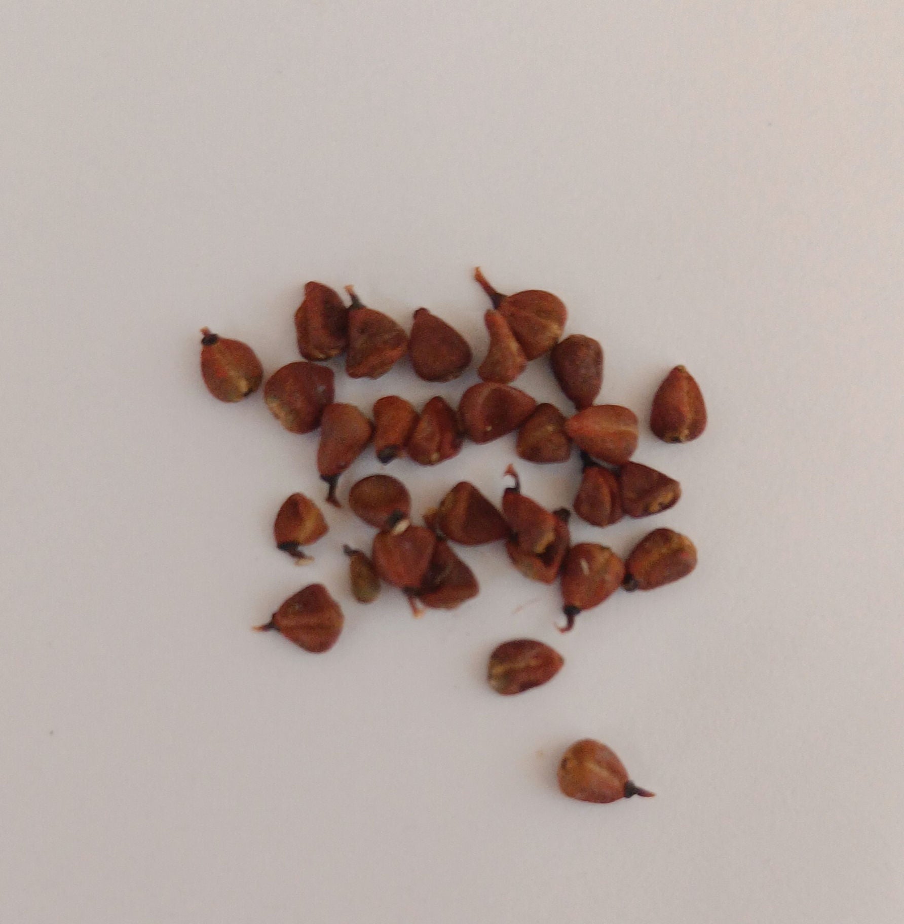 Sindoor Teeka Seeds