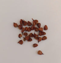 Sindoor Teeka Seeds