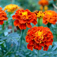 Marigold Seeds  (Small Brown)