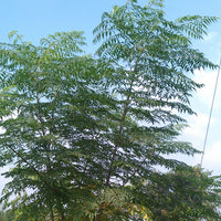 Chinaberry | Bakain Seeds