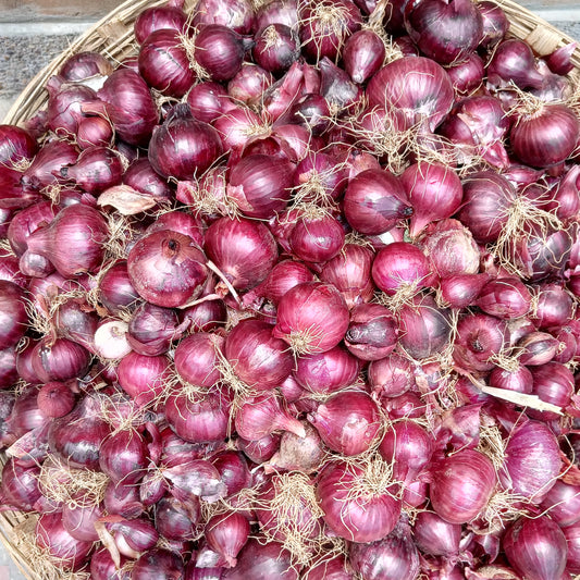 Red Onion Seeds