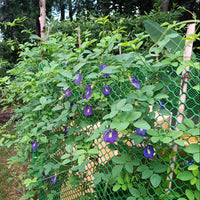 Blue Pea Flower | Aparajita Seeds