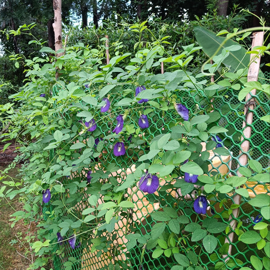 Blue Pea Flower | Aparajita Seeds