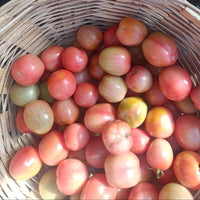 Tomato Seeds - Desi Pink